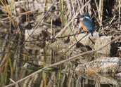 Kingfisher (Alcedo atthis) at Tritsis park (Athens)