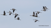 Common cranes (Grus grus) at Kerkini lake