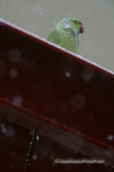 Ring-necked parakeet