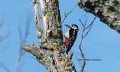 Syrian Woodpecker (Dendrocopos syriacus) at Prespa lakes