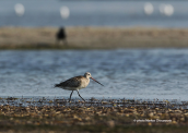 Bar-tailed Godwit (Limosa lapponica) at Oropos lagoon