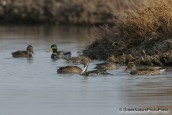 Pintail with mallards