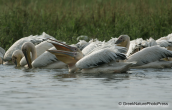 white pelicans fishing