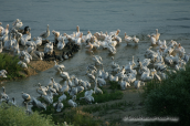 Pelicans at Prespa lake