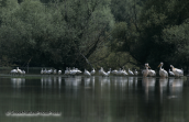 Spoonbills with pelicans at Kerkini lake