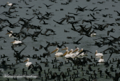 White pelicans go fishing with cormorants