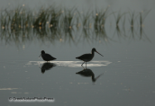 Black-tailed godwit and spotted redshank