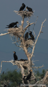 Cormorants at their nests
