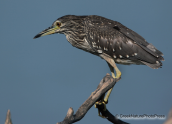 Night heron(young)