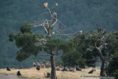 Vultures at Dadia forest