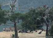 Vultures at Dadia forest