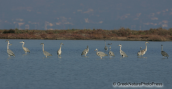 Grey herons at Oropos lagoon