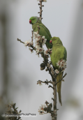 A pair of ring-necked parakeets