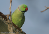 Ring-necked parakeet
