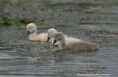 Young mute swans
