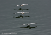 Pelicans flying over Prespa lakes