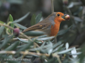 Robin eating an olive