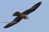 Eleonora's Falcon (Falco eleonorae)