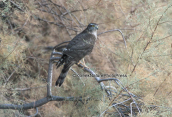 Sparrowhawk (Accipiter nisus) at Shinias wetlands