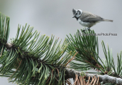 Crested tit at Olympus mountain