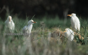 Cattle egrets at Strofilia forest