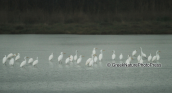 Great white egrets at Prokopos lagoon