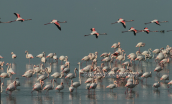 Greater flamingos at Kerkini lake