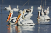 Dalmatian pelicans at Kerkini lake