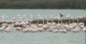 Greater flamingos at Porto Lagos lagoon