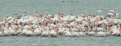 Greater flamingos at Porto Lagos lagoon