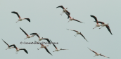 Greater flamingos flying at Porto Lagos lagoon