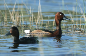 Ferruginous ducks (Aythya nyroca) at Shinias wetlands