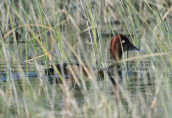 Male ferruginous duck (Aythya nyroca) at Shinias wetlands