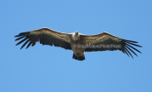 Griffon vulture flying at Gigilos at Crete