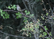 Spotted flycatcher (Muscicapa striata) at Parnitha mountain