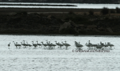 Little egrets at Mesolongi lagoon