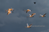 Mute swans (Cygnus olor) at Porto Lagos lagoons