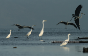 Egrets of three kinds at Oropos lagoon