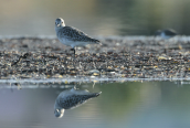 Grey plover (Pluvialis squatarola) at Oropos lagoon