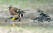 Goldfinch (Carduelis carduelis) taking a bath