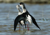 Black-winged stilts at Oropos lagoon