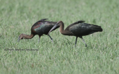 Glossy ibis at Acheloos delta