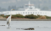 Great white egret at Oropos lagoon