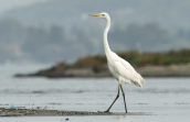 Great white egret at Oropos lagoon