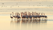 Greater flamingos at Porto lagos lagoons