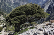 Mediterranean cypress  (Cupressus sempervirens) at Lefka ori (Crete)