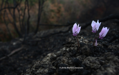 Cyclamens blooming at the burned areas of Attica