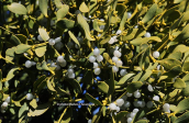 European mistletoe (Viscum album) at Parnitha mountain