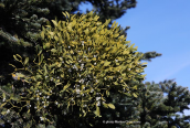 European mistletoe (Viscum album) at Parnitha mountain