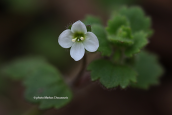 Cymbalaria-leaved speedwell